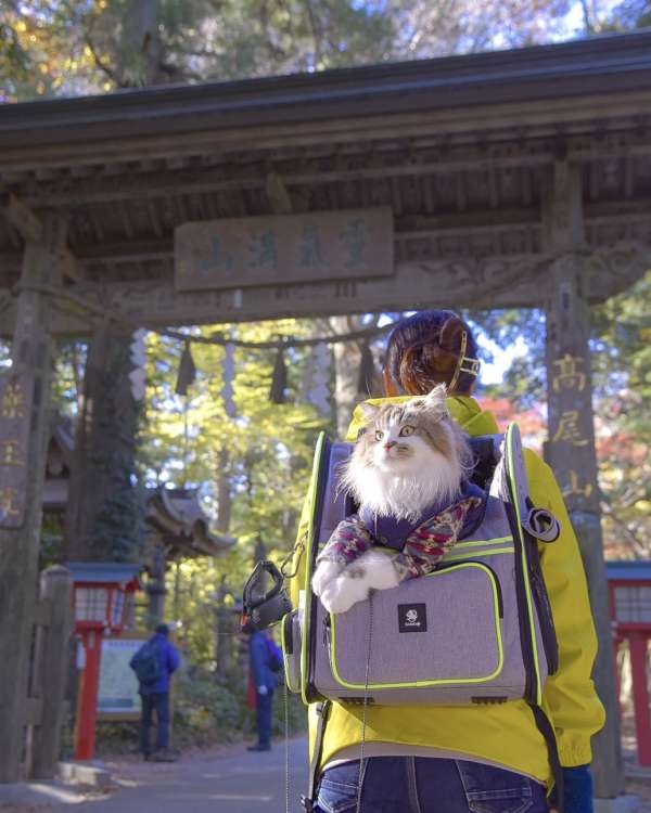 動物,犬,猫,しつけ,飼い方,育て方,病気,健康