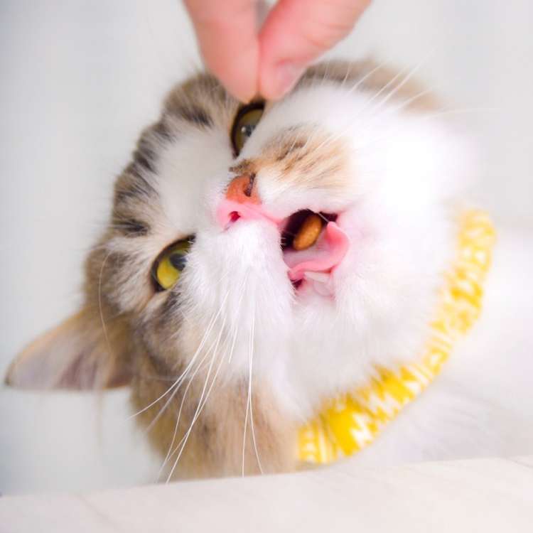 動物,犬,猫,しつけ,飼い方,育て方,病気,健康