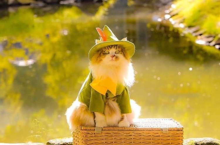 「うちの子紹介」ねこちゃん編Vol.11 ねこの常識がくつがえる…!?泳いで登る!旅ねこ・36さん