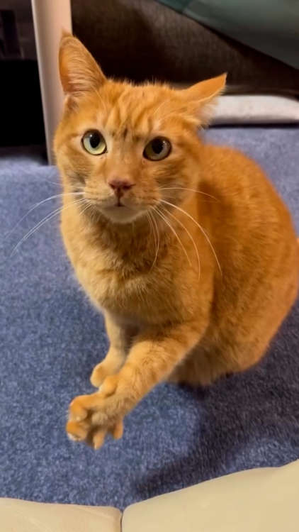 動物,犬,猫,しつけ,飼い方,育て方,病気,健康