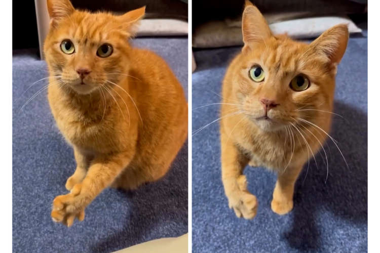 【お手元にご注目♪】ごはん要求ニャンコの前足が止まらない。「ニギニギ攻め」がズルすぎる……！