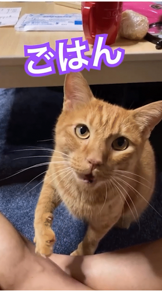 動物,犬,猫,しつけ,飼い方,育て方,病気,健康