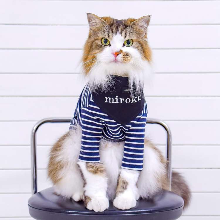 動物,犬,猫,しつけ,飼い方,育て方,病気,健康