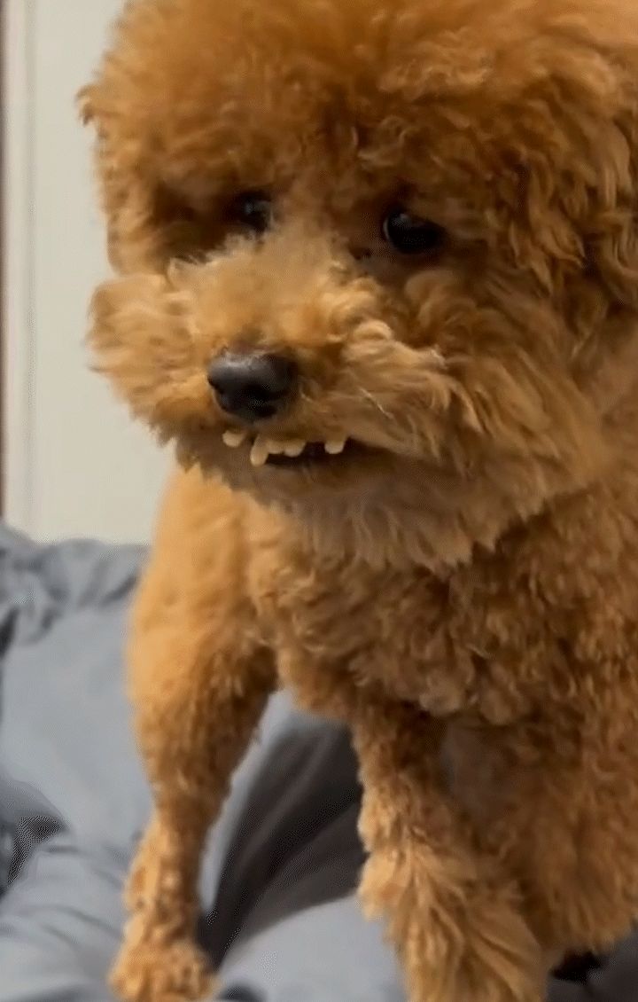 動物,犬,猫,しつけ,飼い方,育て方,病気,健康