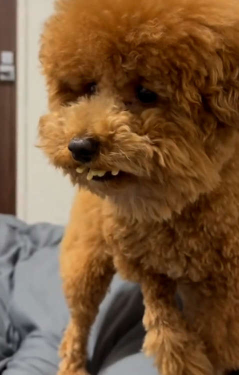 動物,犬,猫,しつけ,飼い方,育て方,病気,健康