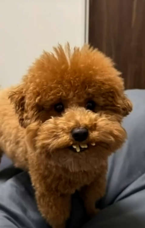 動物,犬,猫,しつけ,飼い方,育て方,病気,健康