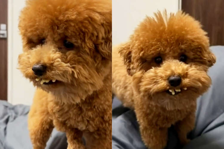 【愛犬の口元がいつもと違う】 違和感を感じ、カメラを向けると → あまりにリアルな『出っ歯』が出現!