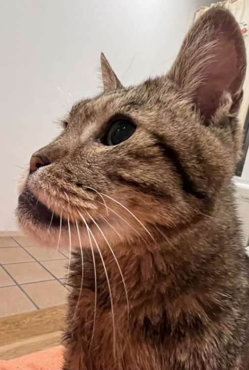 動物,犬,猫,しつけ,飼い方,育て方,病気,健康