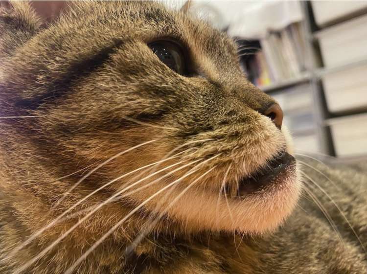 動物,犬,猫,しつけ,飼い方,育て方,病気,健康