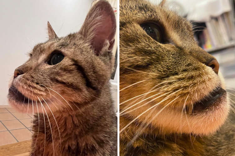 【横顔が新幹線すぎる猫、現る!】AI疑惑まで浮上した国宝級のしゃくれ