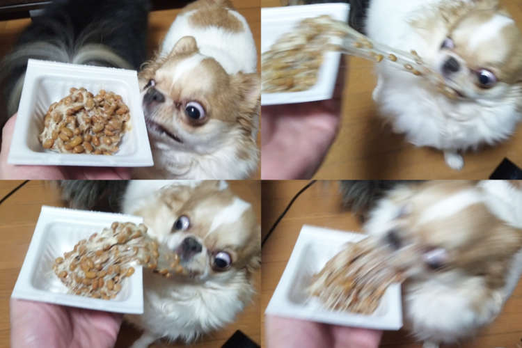 【8100万ビュー投稿】愛犬に納豆をあげた結果 → 結末を想像したくないほどの大惨事！！