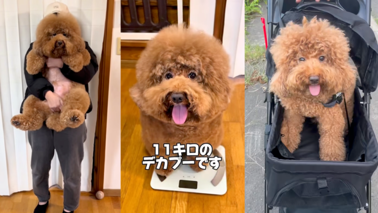 「うちの子紹介」わんちゃん編Vol.10｜規格外な可愛さ！デカプー「いっきゅうくん」の魅力