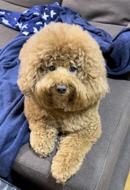 動物,犬,猫,しつけ,飼い方,育て方,病気,健康