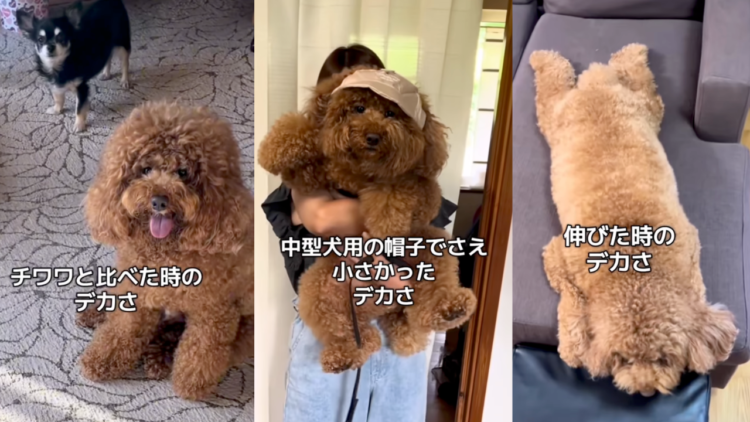 動物,犬,猫,しつけ,飼い方,育て方,病気,健康