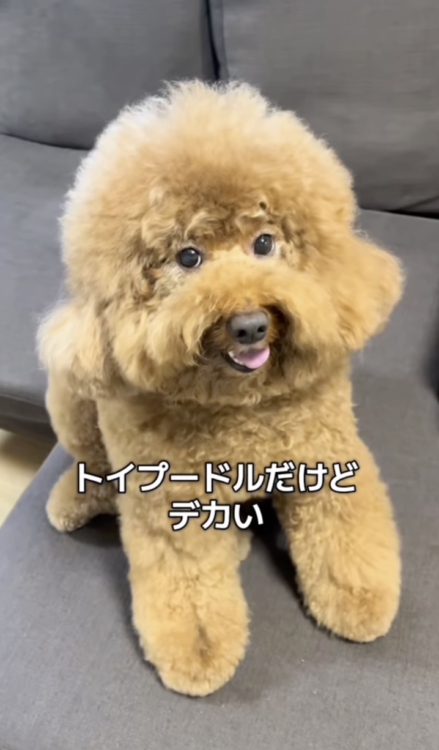 動物,犬,猫,しつけ,飼い方,育て方,病気,健康