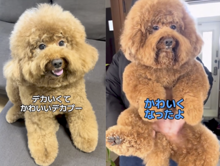 動物,犬,猫,しつけ,飼い方,育て方,病気,健康