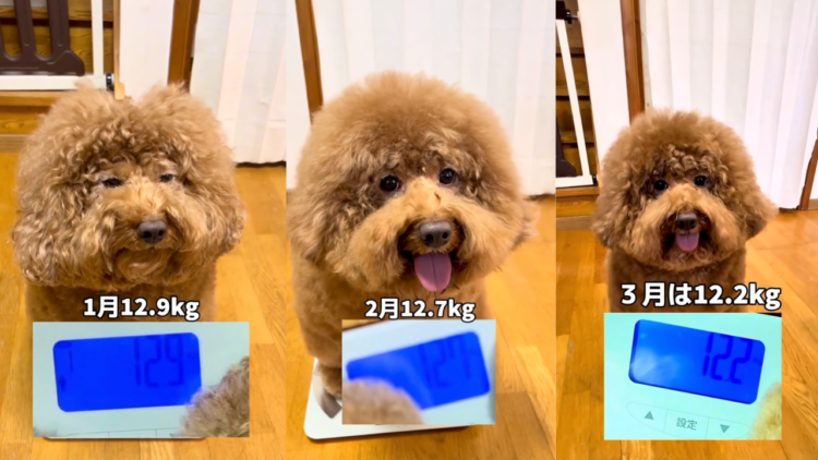 動物,犬,猫,しつけ,飼い方,育て方,病気,健康