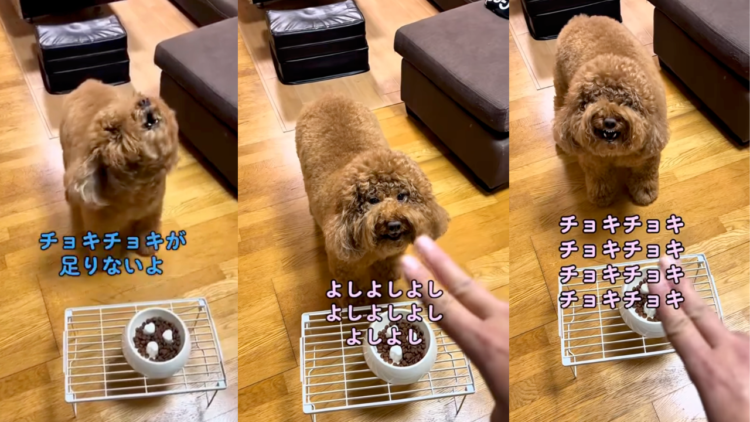 動物,犬,猫,しつけ,飼い方,育て方,病気,健康