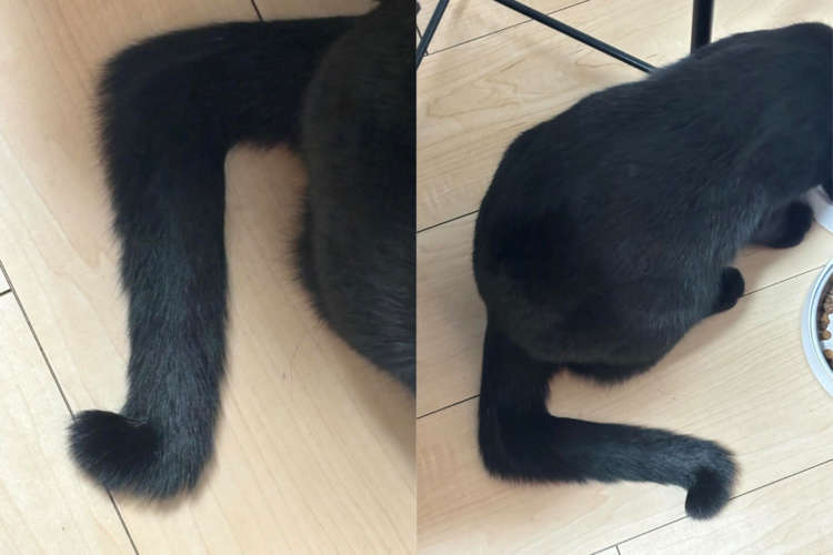 【擬音すぎる猫】愛猫のシッポから「ゴキン！バキン！」と音が聞こえてきそうな件