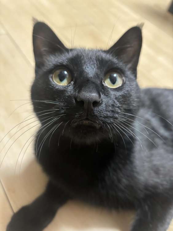 動物,犬,猫,しつけ,飼い方,育て方,病気,健康