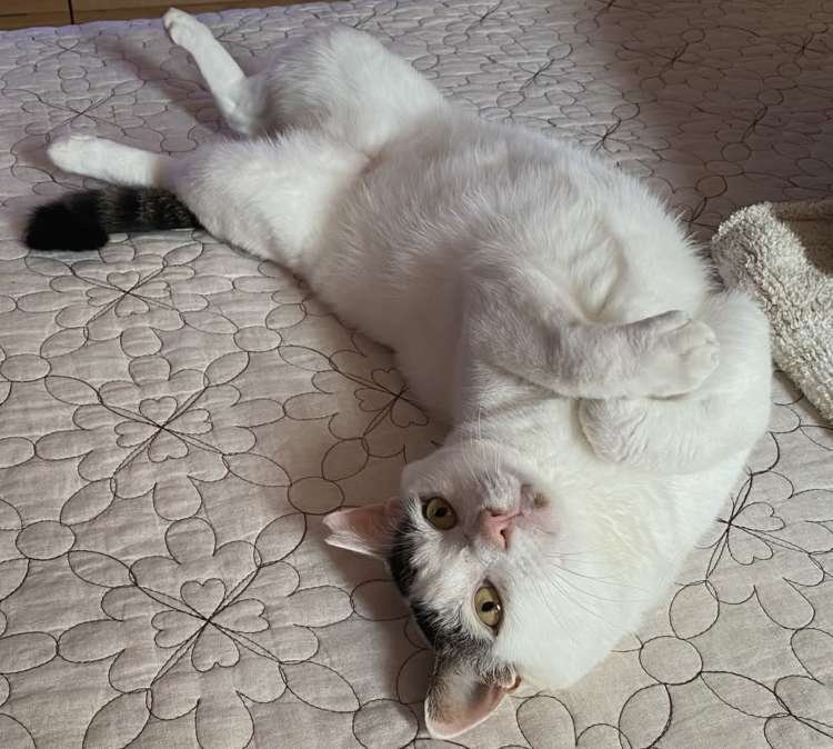 動物,犬,猫,しつけ,飼い方,育て方,病気,健康