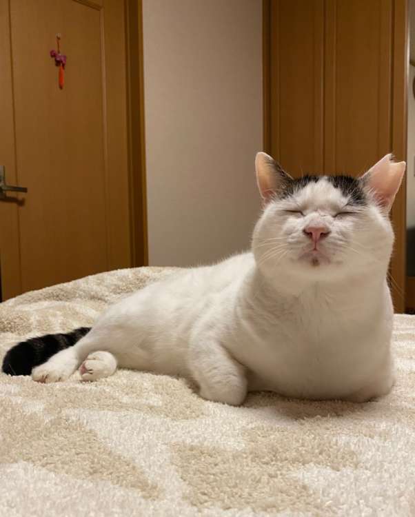 動物,犬,猫,しつけ,飼い方,育て方,病気,健康