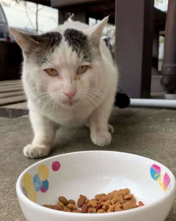 動物,犬,猫,しつけ,飼い方,育て方,病気,健康