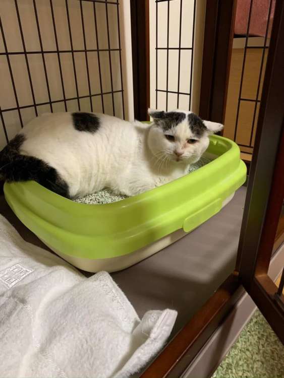 動物,犬,猫,しつけ,飼い方,育て方,病気,健康