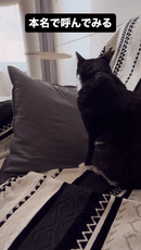 動物,犬,猫,しつけ,飼い方,育て方,病気,健康