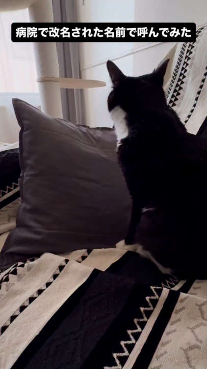 動物,犬,猫,しつけ,飼い方,育て方,病気,健康