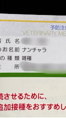 動物,犬,猫,しつけ,飼い方,育て方,病気,健康
