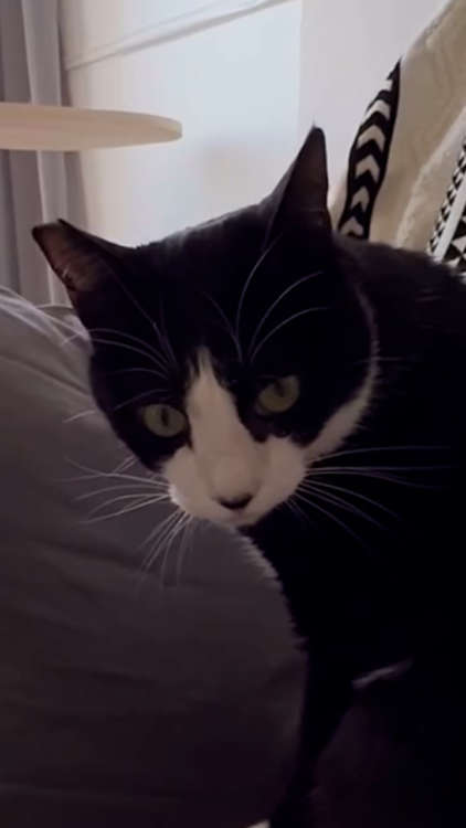 動物,犬,猫,しつけ,飼い方,育て方,病気,健康