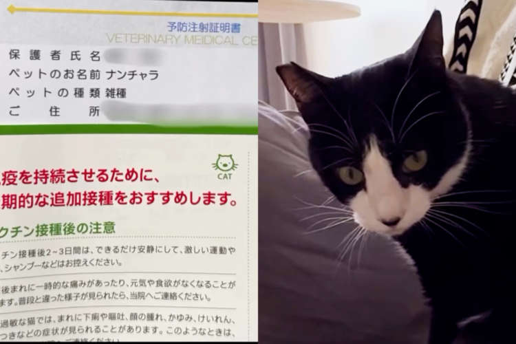 【実話】愛猫の名前が「ナンチャラ」に！？ 動物病院での改名事件が面白すぎた