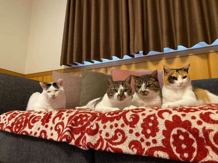 動物,犬,猫,しつけ,飼い方,育て方,病気,健康