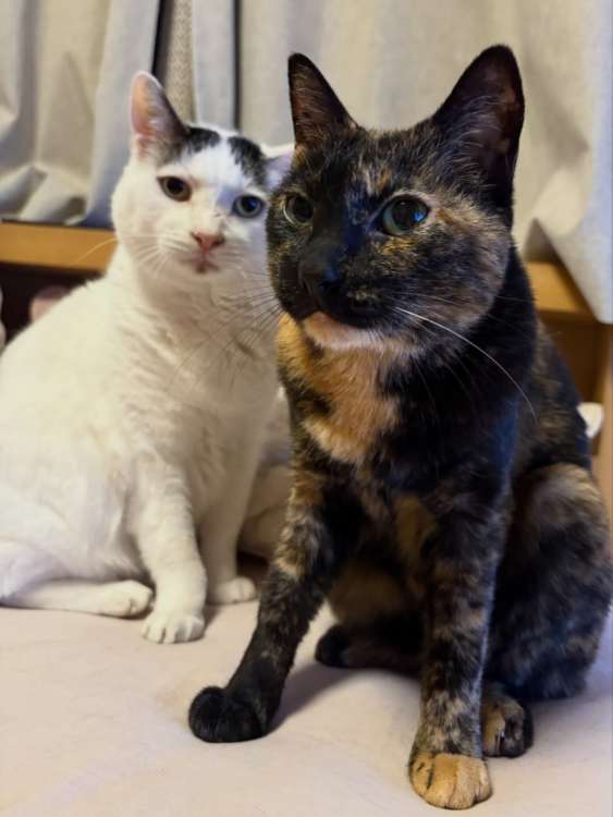 動物,犬,猫,しつけ,飼い方,育て方,病気,健康