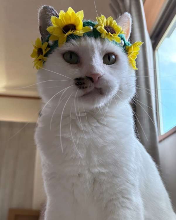 動物,犬,猫,しつけ,飼い方,育て方,病気,健康