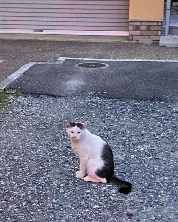 動物,犬,猫,しつけ,飼い方,育て方,病気,健康