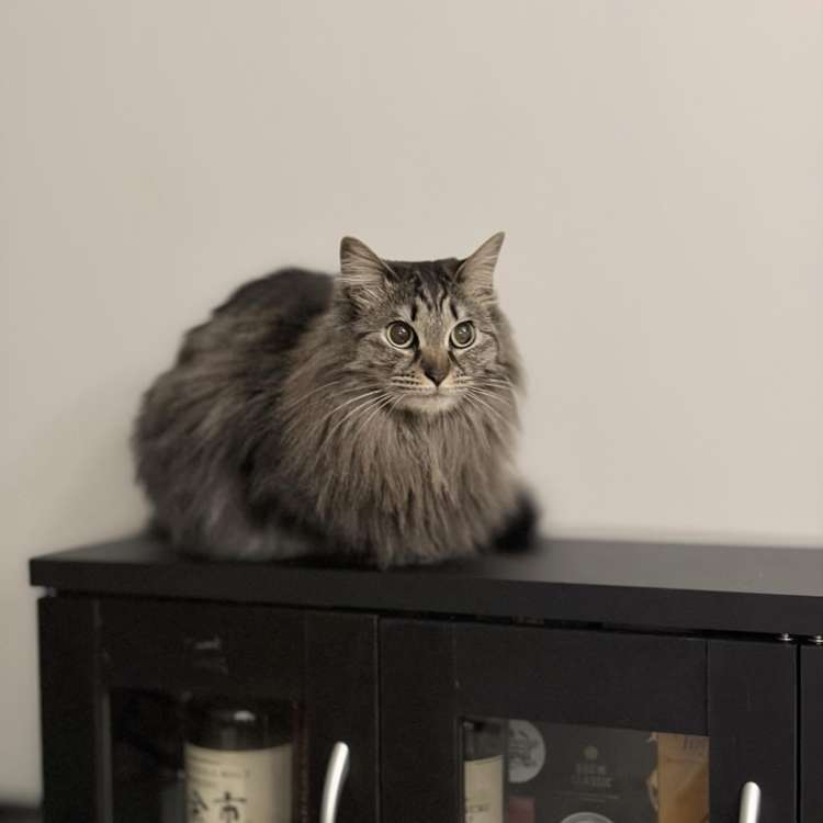動物,犬,猫,しつけ,飼い方,育て方,病気,健康