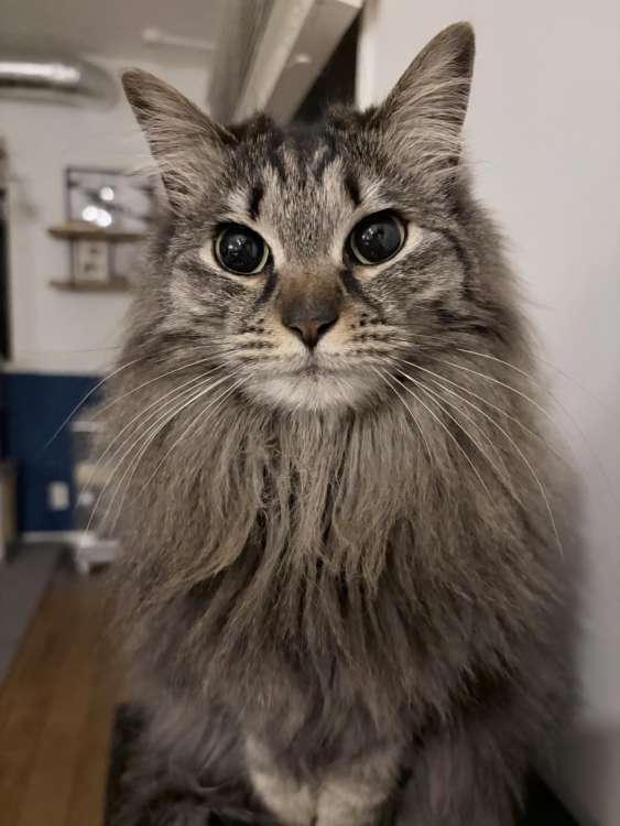 動物,犬,猫,しつけ,飼い方,育て方,病気,健康