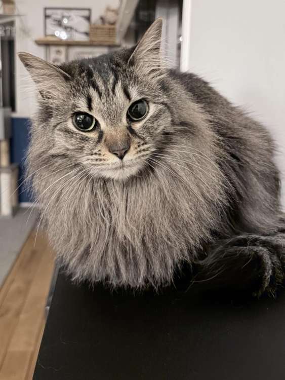 動物,犬,猫,しつけ,飼い方,育て方,病気,健康