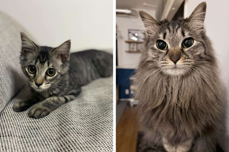 【2年で別猫!?】保護猫がまさかのモッフモフクールビューティーに覚醒した