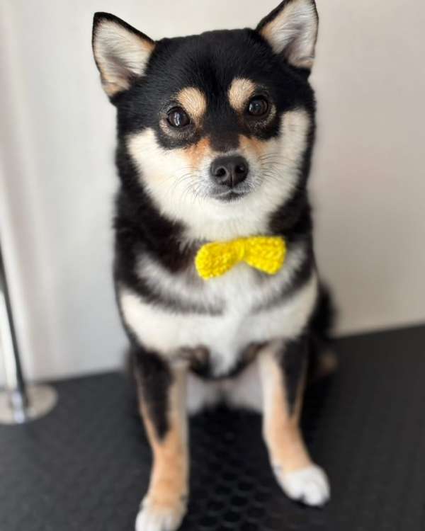 動物,犬,猫,しつけ,飼い方,育て方,病気,健康