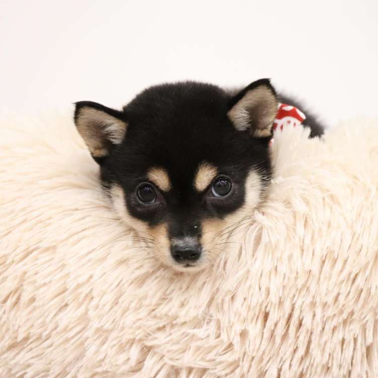 動物,犬,猫,しつけ,飼い方,育て方,病気,健康