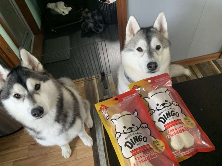 動物,犬,猫,しつけ,飼い方,育て方,病気,健康