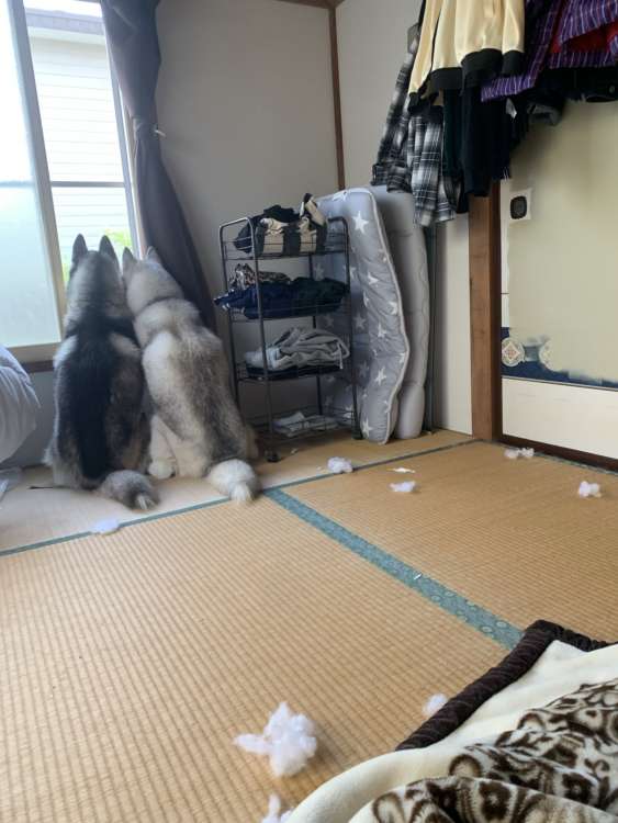 動物,犬,猫,しつけ,飼い方,育て方,病気,健康