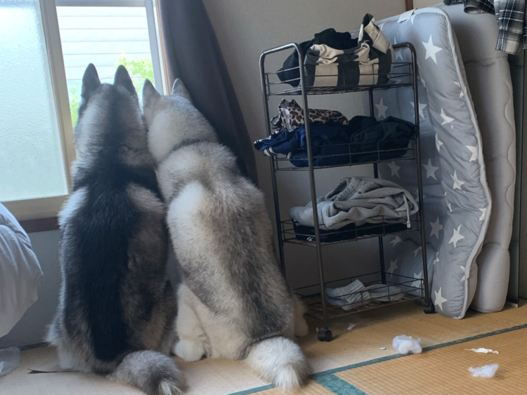 動物,犬,猫,しつけ,飼い方,育て方,病気,健康