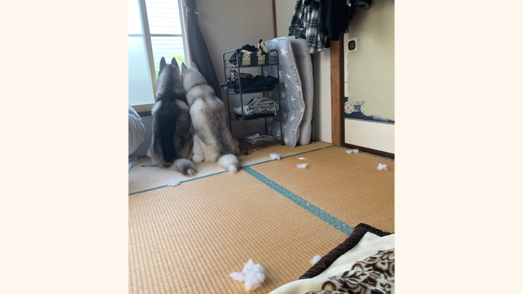 【振り向いたら負け】2匹のハスキーが"完全黙秘"で結託。そのワケとは!?