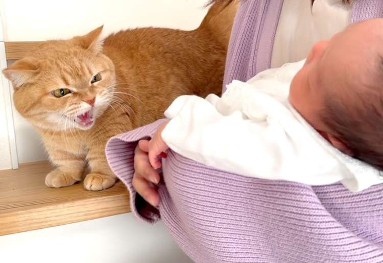 動物,犬,猫,しつけ,飼い方,育て方,病気,健康