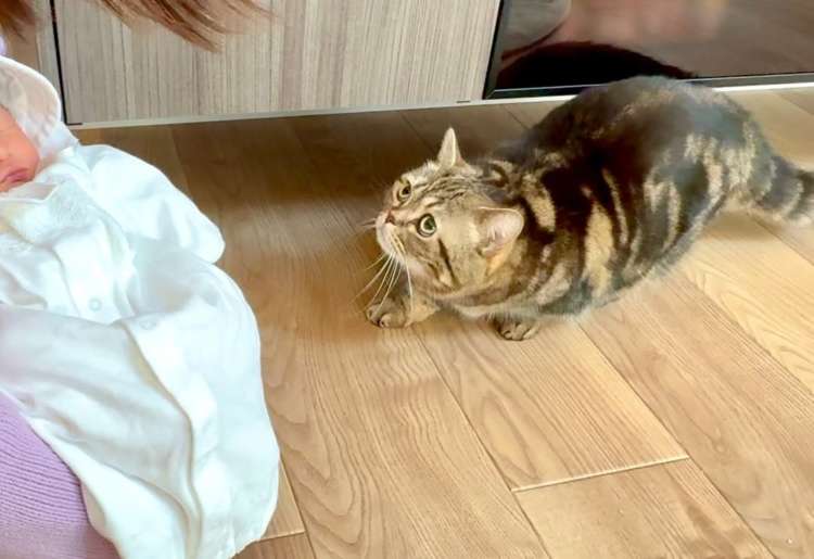 動物,犬,猫,しつけ,飼い方,育て方,病気,健康