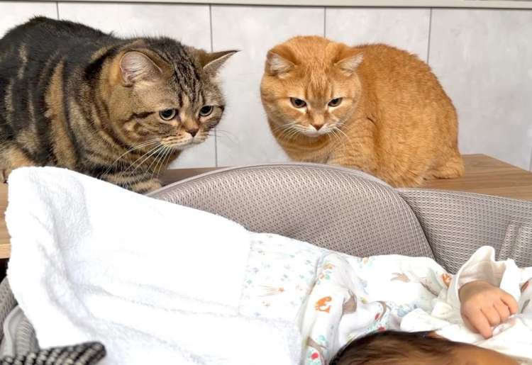動物,犬,猫,しつけ,飼い方,育て方,病気,健康